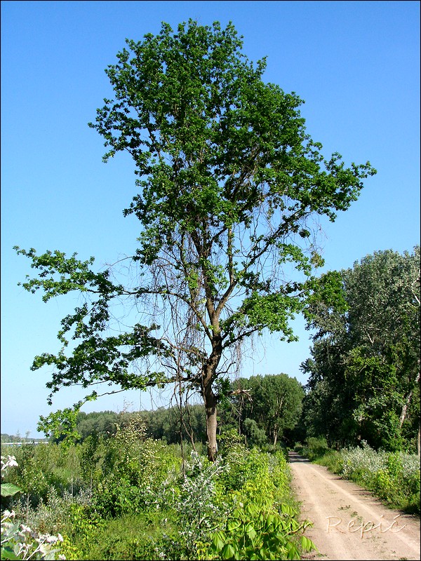 hrast-lužnjak-quercus-pedunculata